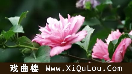 二胡流行金曲99首