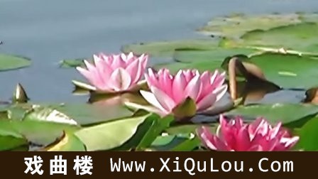 笛子独奏视频演奏流行歌曲