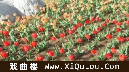 口琴名曲100首C调